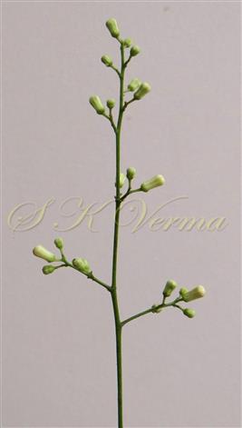  Inflorescence (Panicle)